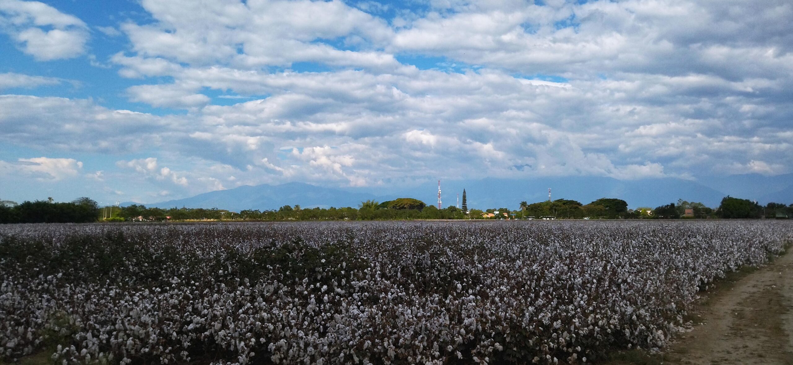 Necesitabas algodón